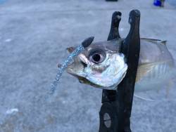 アジ絶好調＼(^o^)／