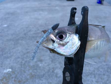 アジ絶好調＼(^o^)／