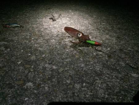 なんとかゲット