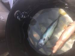 子供ととっとパーク小島釣行