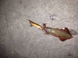 ライトエギング