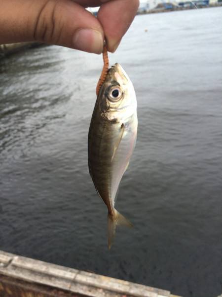 アジング！！！