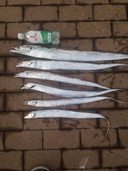 今シーズン初タチウオ