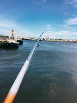 サビキちょい釣り