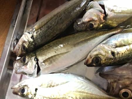 アジング爆釣？