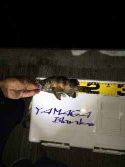 本命釣れず(^_^;)