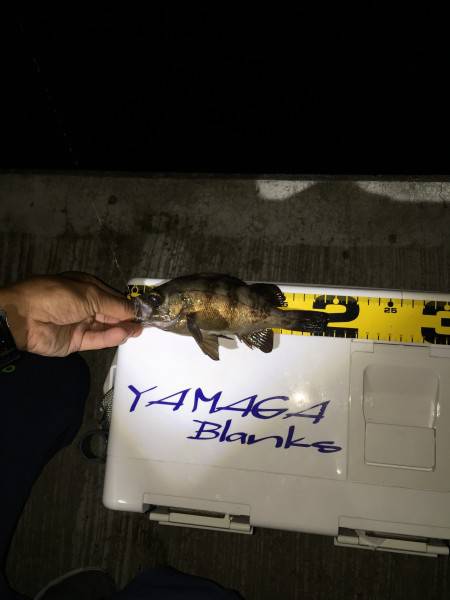 本命釣れず(^_^;)