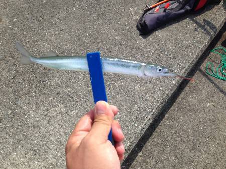 サヨリ釣れてます