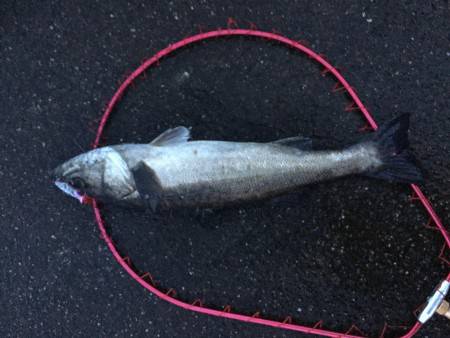 昨日より渋いシーバス