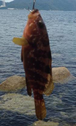 やっぱりエソスタート