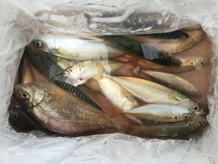 サビキ釣り、サバ、アジ、タナゴ