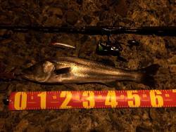 今年初シーバス