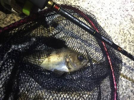 霧の中のアジング＆メバリング