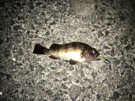 アジ狙いだが…