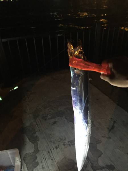 生きアジで太刀魚