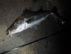 湾奥シーバス♪