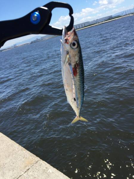 エイ群れまくり