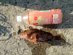 青物じゃなく底物です