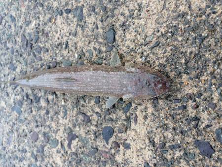 倶楽部通信その2