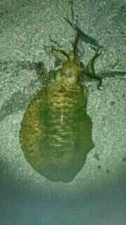 春イカももう終わりかな！と、思いきや