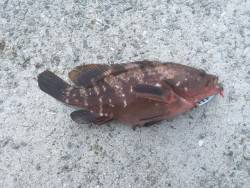 初めてのアコウ