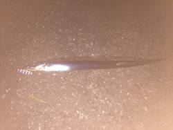 今年初のタチウオ釣り