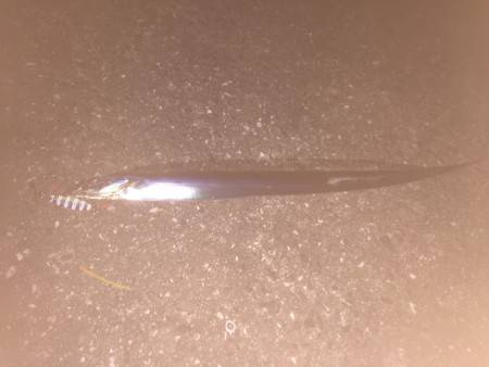 今年初のタチウオ釣り