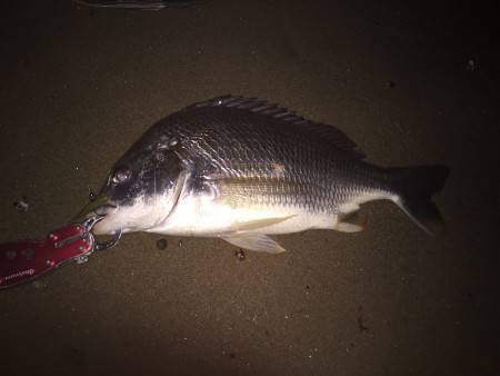 深夜　淀川キビレ