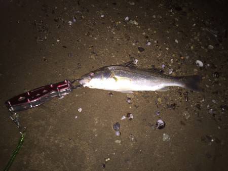 深夜キビレ調査