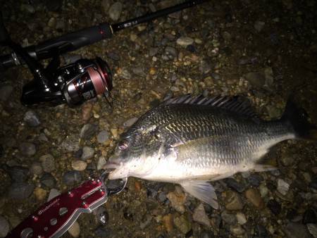 またもや深夜キビレ調査