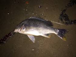 キビレ調査　ＮＯ，４