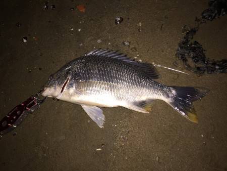 キビレ調査　ＮＯ，４