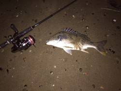 キビレ調査　ＮＯ，５