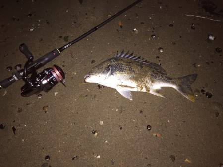 キビレ調査　ＮＯ，５