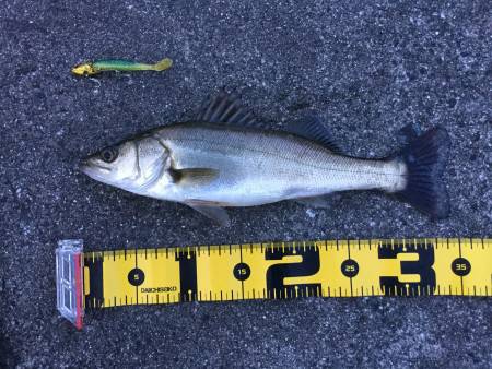 シーバス（チーバス）