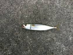 エイング　サバング