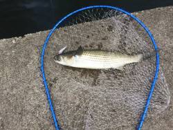 ボーラー プロボーラー(大泣)