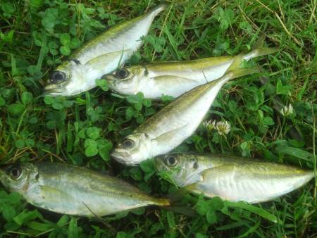 安定のアジング♪