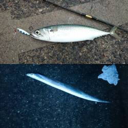 ショアジギで大サバ＆ワインドでタチウオ