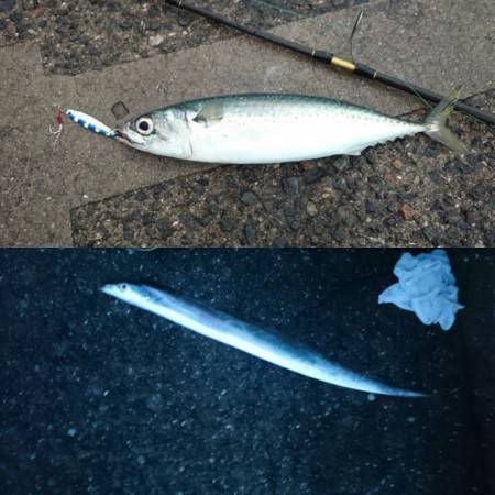 ショアジギで大サバ＆ワインドでタチウオ