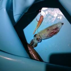 アジングでイカ！？