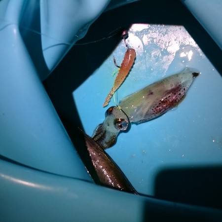 アジングでイカ！？