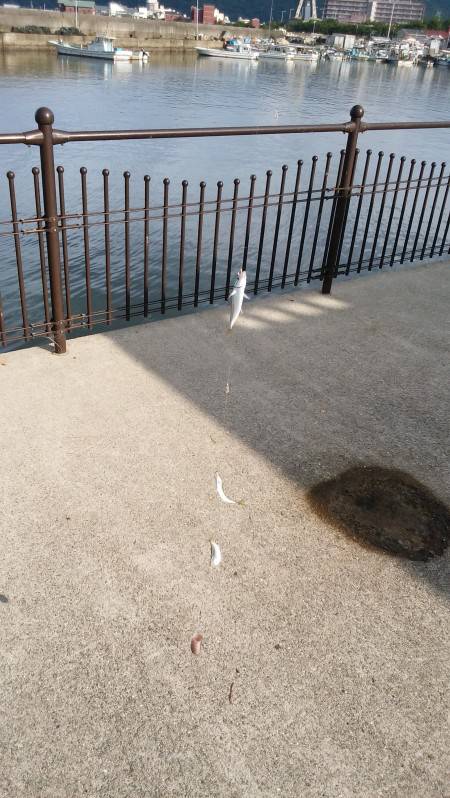 サビキで豆アジ