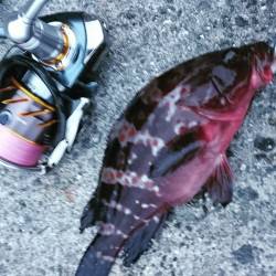 連日のアコウもサイズが…