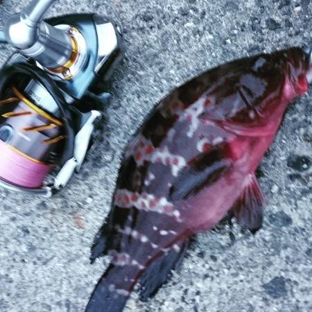 連日のアコウもサイズが…