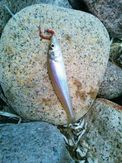 ｶﾞｯﾁｮのちキス♪