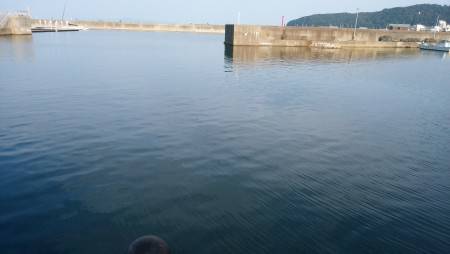 サビキで豆アジ