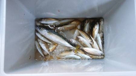 サビキで豆アジ