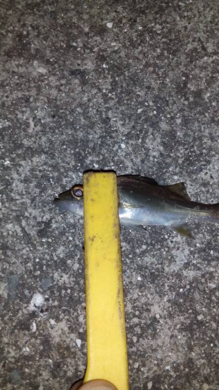 アジングのはずが