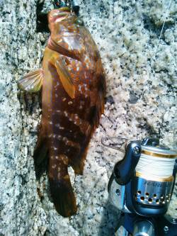 キスのちアコウ